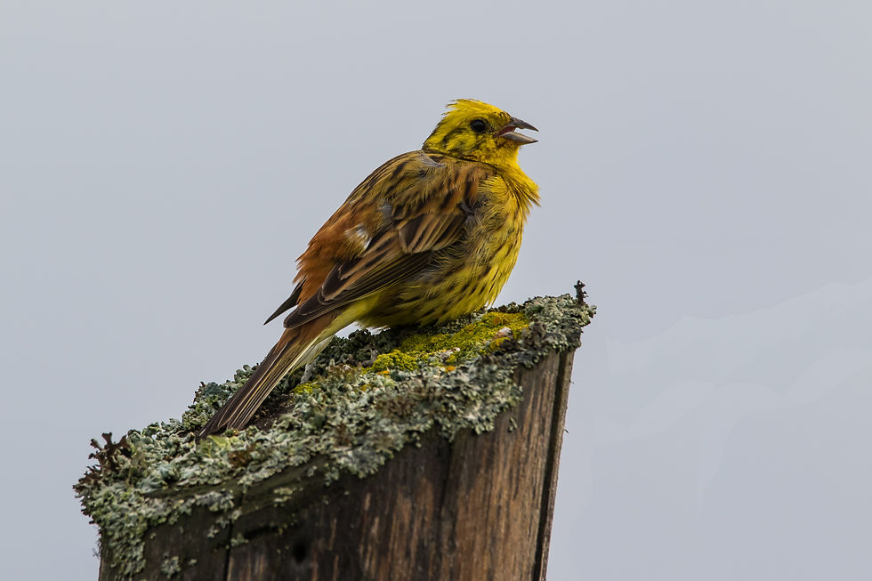 Yellowhammer - Oravská Polhora