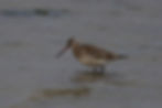 Bar-tailed Godwit - Jastania