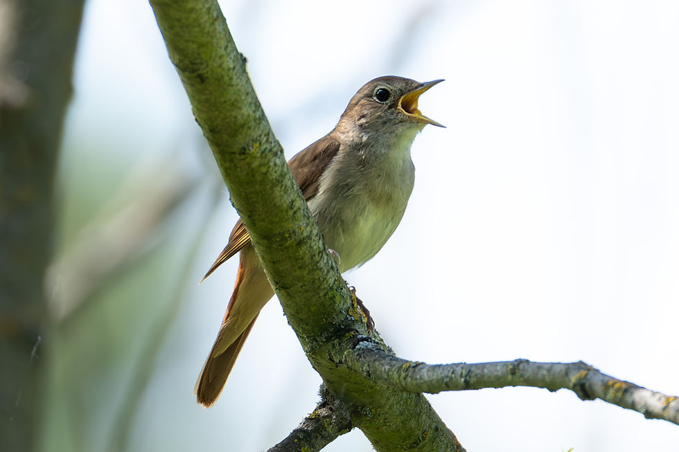Nightingale