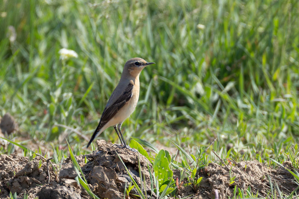 Wheatear