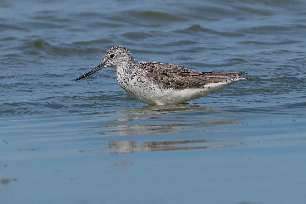 Greenshank