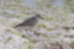 Grey Plover - Kuźnica