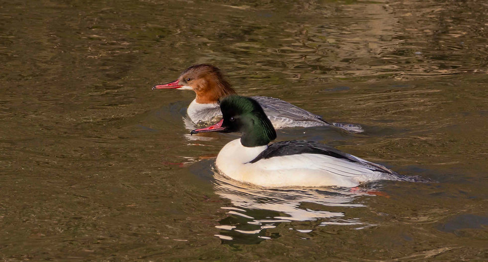 Pair of Goosanders - River Rother