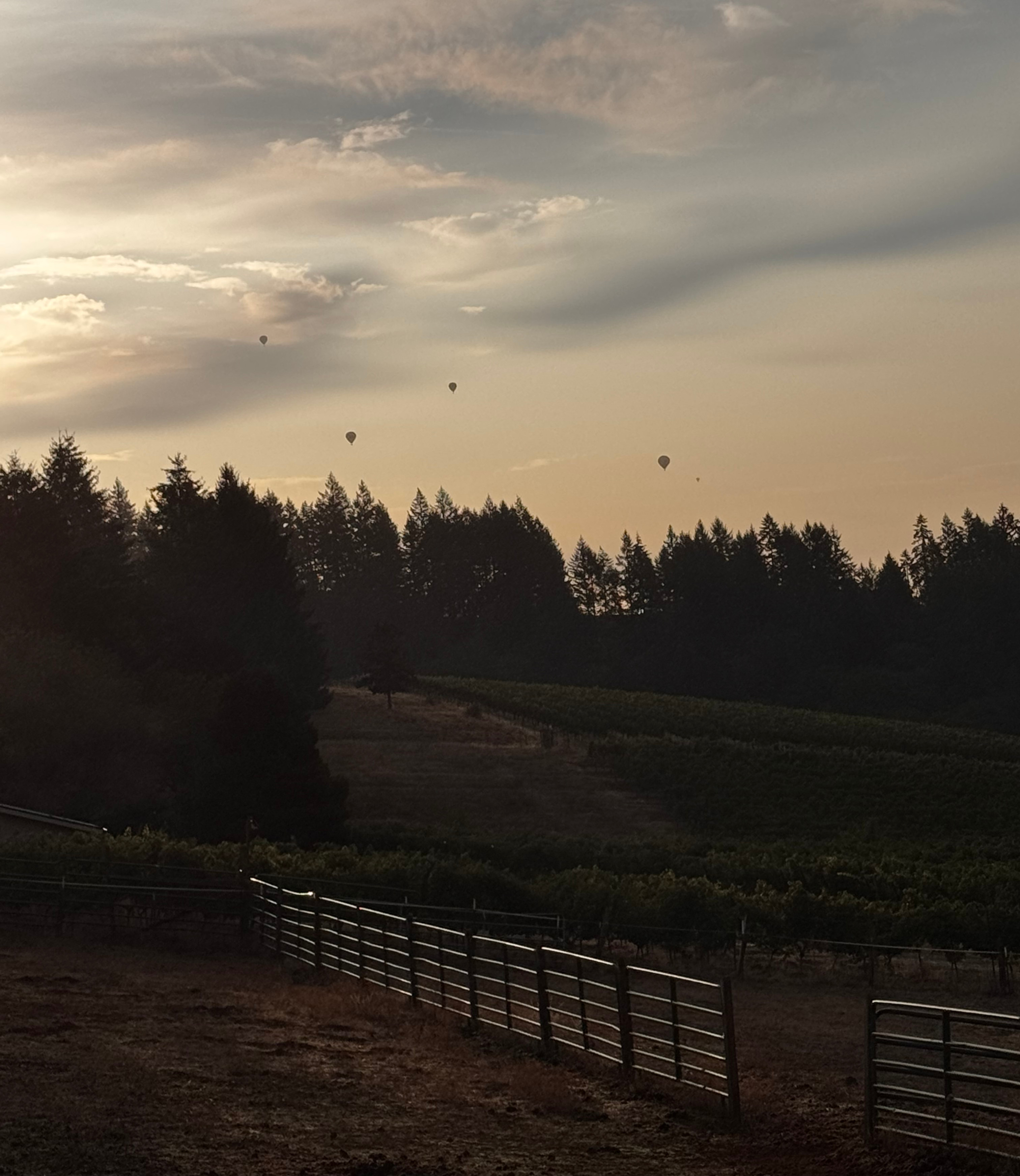 Hot-air balloons float above a tree-lined valley and farm fields beneath a softly glowing sunrise sky.