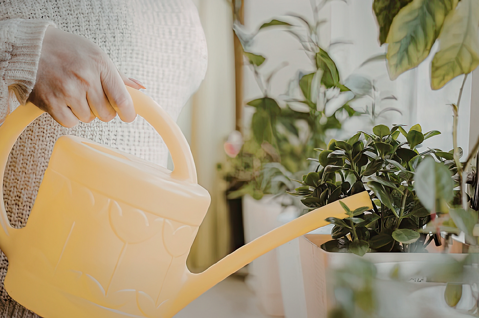 Person using a yellow watering can to water green houseplants beside a sunny window.