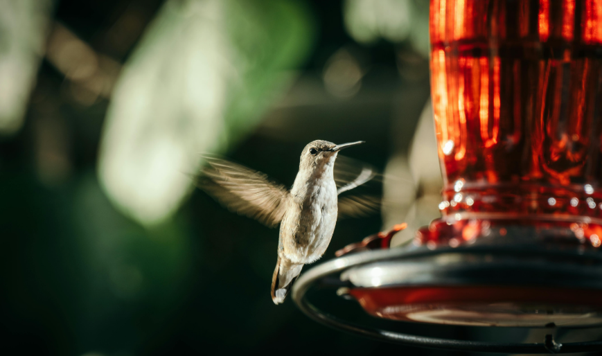 Hummingbird hovering beside a red feeder surrounded by soft green foliage in morning light.