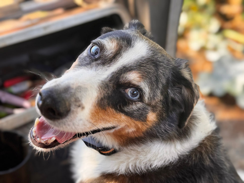 tri-colored Heeler, farm dog, faithful companion