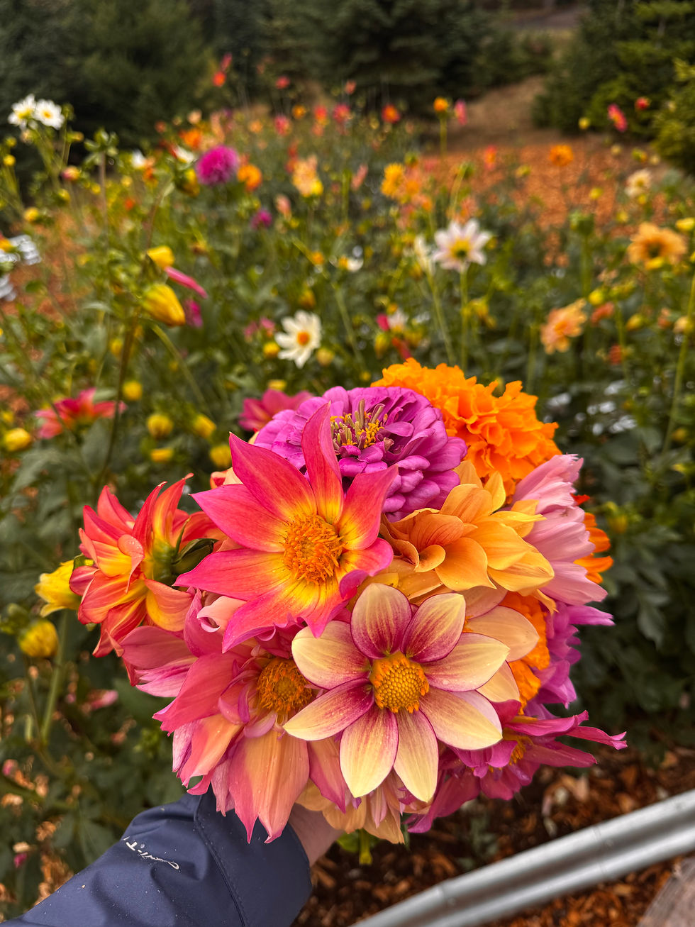 Hand picked bouequet of dahlia flowers in bright colors