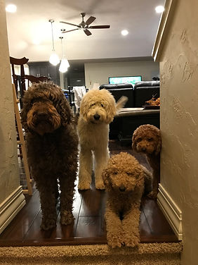 Illinois Goldendoodles, golden doodle, galena, illinois, dogs for sale