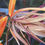 Thumbnail: Bird of Paradise Flower Pictures - Autumn of Gold