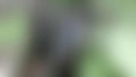 ベランダたくさん収穫♪大人気の夏野菜！ナスのベランダ栽培について