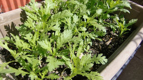 わき芽を伸ばしてたっぷり収穫！春菊のベランダ栽培について