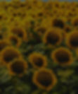 yellow sunflower field under blue sky during daytime_edited_edited_edited.jpg
