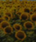 yellow sunflower field under blue sky during daytime_edited_edited_edited.jpg
