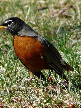 american-robin_4260420948_o.jpg