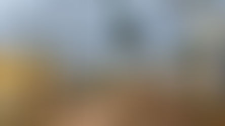 PBH ultrapassa meta de 1 mil árvores no corredor verde da Antônio Carlos