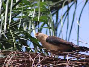 Projeto de observação de aves na Pampulha está com inscrições abertas