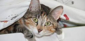 POLÍCIA PRENDE MULHER QUE ESPANCAVA GATOS
