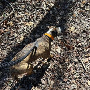 CountrysidePR-WoodlandHike-2.jpeg