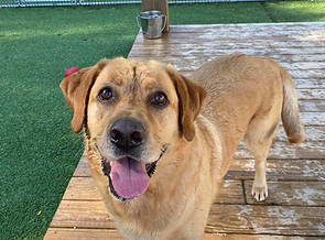 CountrysidePetResort-playtime-dog-deck-1.jpeg