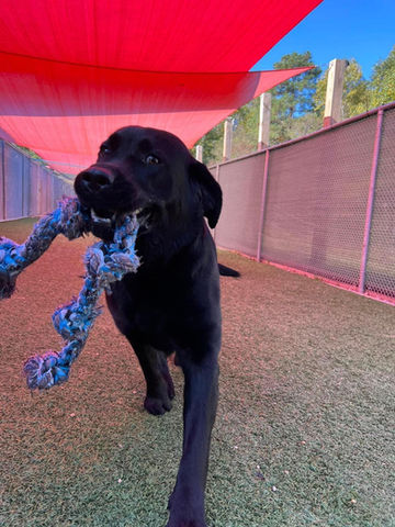 CountrysidePetResort-playtime-bigdog-covered-1.jpeg