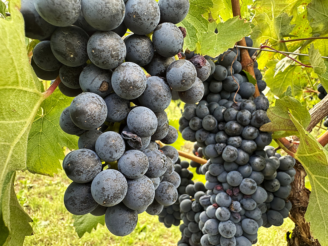 Vino Vignale Monferrato Uva.jpg