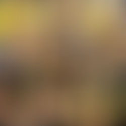 Il movimento dei girasoli - estratto da "L'isola sospesa" di Pelaggi Stefano