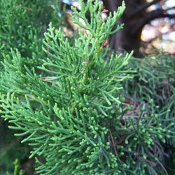 絲柏精油~純精油 CCX