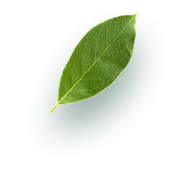 leaf.png