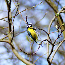 A blue tit with a bright yellow chest and blue back sat on a branch with blurred branched behind him.