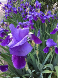 Winchester, Virginia, I planted the garden with gifts of irises, 2010.