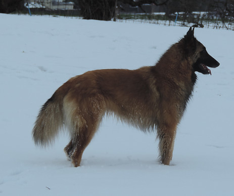 neige22.JPG