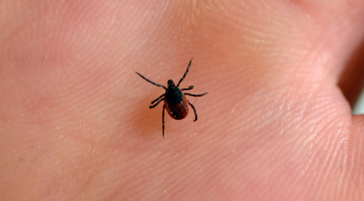 a tick, whose bite can transmit Lyme disease
