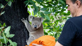 Koalas in Australia Return to the Wildlife