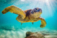turtle copy.jpeg