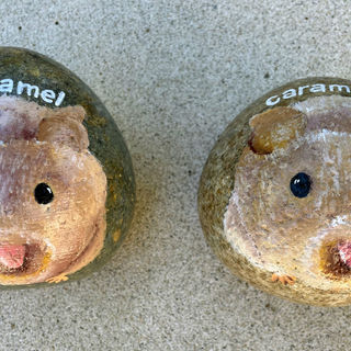 hamster rocks.jpeg