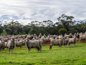Commercial Realities of Live Export Ban Hit Home