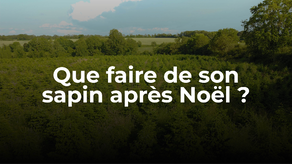 Que faire de son sapin après Noël ?