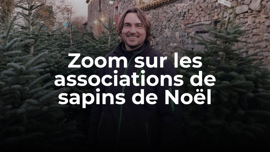 Zoom sur les associations de sapins de Noël