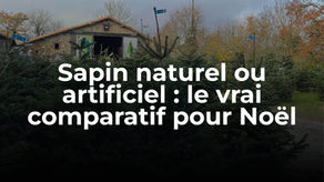 Sapin naturel ou artificiel : le vrai comparatif pour Noël