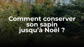 Comment conserver son sapin jusqu'à Noël ?