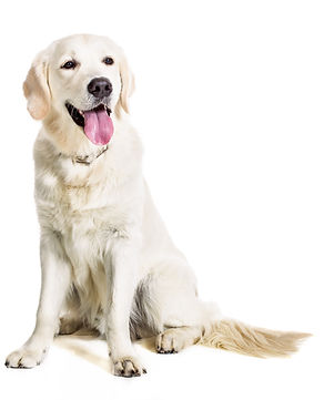 Frauli kocht für Golden Retriever