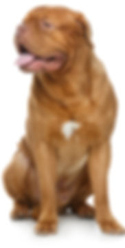 Frauli kocht für Rottweiler