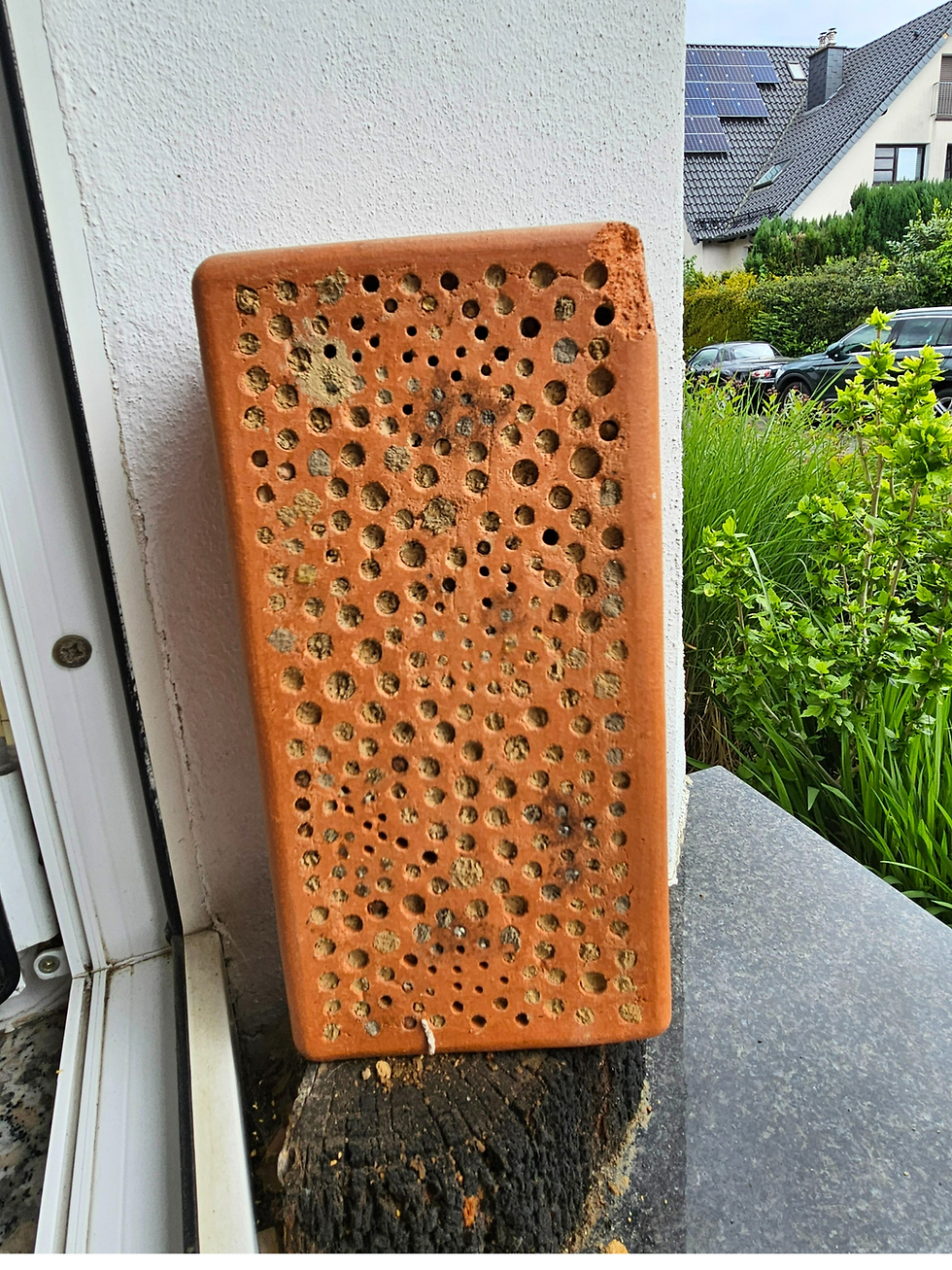 Ziemlich gut belegte Nisthilfe