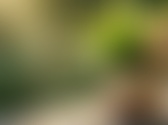 Potted plant with lush green leaves on a sunlit stone ledge. Two sticks with text are in the soil. Blurred greenery in the background.