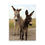 Thumbnail: Photograph of a donkey in Custer State Park, South Dakota.