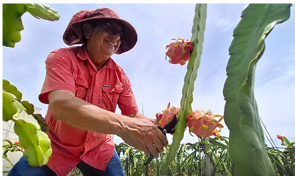 Agricultores del Valle de Quíbor se reinventan frente al cambio climático
