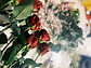 image00004.jpeg