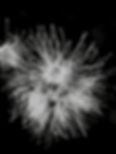 Blossom.jpeg