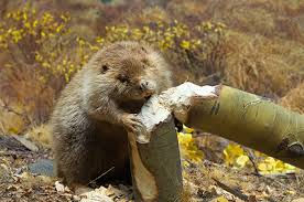 Beaver Removal Charlotte NC